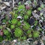 Sempervivum montanum পাতা