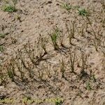 Eleocharis acicularis Habitat