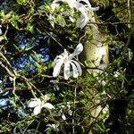 Magnolia salicifolia Květ