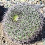 Gymnocalycium saglionis 葉