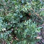 Ruscus aculeatusList