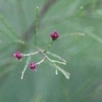 Gymnostoma nodiflorum 花