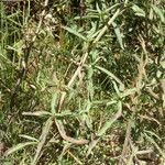 Centaurea decipiens Hábito