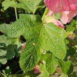 Alcea setosa Leaf