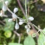 Circaea lutetiana Fruit