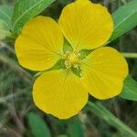 Ludwigia peruviana Blüte