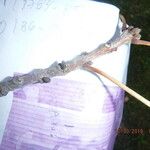 Fraxinus nigra Écorce