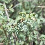 Prosopis strombulifera Hostoa