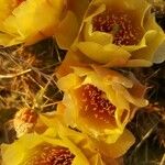 Opuntia fragilis 花