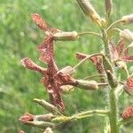 Hesperis tristis Квітка