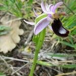 Ophrys bertolonii Kukka