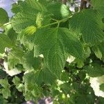 Viburnum macrocephalum Leaf