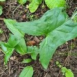 Arum maculatum Leaf