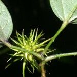 Ayenia aculeata その他の提案