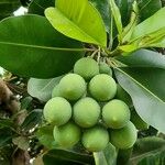 Calophyllum calaba Fruchs