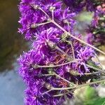 Vernonia noveboracensis花