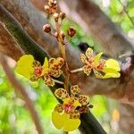 Trichocentrum ascendens Flor