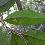 Tapura capitulifera Leaf