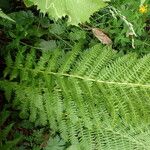 Athyrium distentifolium Blad