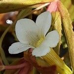 Gratiola officinalis Floare