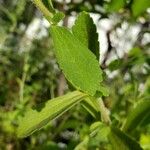 Stevia rebaudiana Blatt