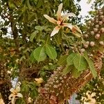 Ceiba insignis Flor