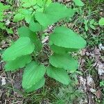 Smilax herbacea ഇല