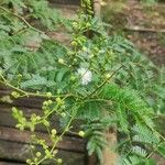 Acacia angustissima Hoja