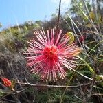 Grevillea nepwiensis 花