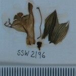 Salvia roborowskii Other