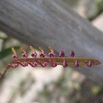 Bulbophyllum falcatum Цветок