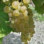 Vitis vinifera 果實