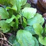 Plantago majorOutro