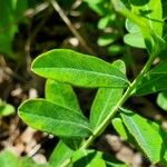 Euphorbia corollata Blad