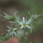 Minuartia glomerata Flor