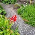 Crocosmia × crocosmiifloraКветка