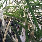 Campyloneurum angustifolium Yaprak