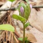 Polygala paucifolia पत्ता