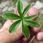 Alchemilla alpigena Leaf