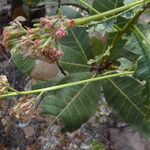 Anacardium humile Hostoa