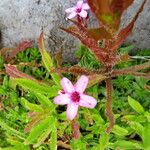 Arenaria purpurascens Blüte