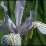 Iris tenuissima Kvet