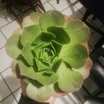 Aeonium arboreum 葉