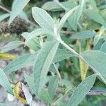 Buddleja davidiiLeaf