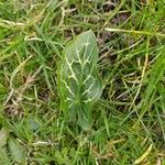 Arum italicum x Arum maculatum Hoja