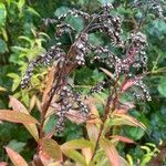 Solidago gigantea Fruit