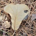 Quercus marilandica Hoja