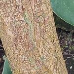 Peltophorum dubium Bark