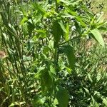 Erigeron annuus Leaf