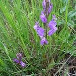 Polygala nicaeensis Цветок